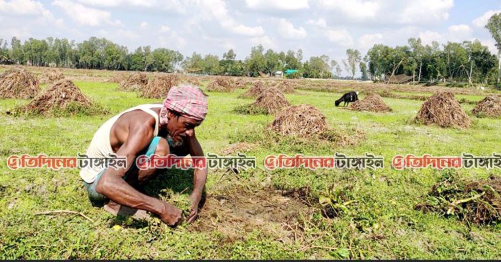 জলাবদ্ধতায় জন্মানো আগাছা পরিস্কারে ব্যস্ত সময় পাড় করছেন কৃষকরা। ছবিটি উপজেলার অলোয়া ইউনিয়নের আমুলা বিল থেকে তোলা।