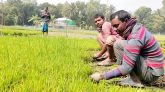 ধানের চারা রোপনে শ্রমিকের অভাবে বিপাকে কৃষক