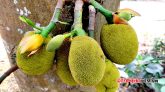 গাছের গোড়ায় থোকা থোকা কাঁঠাল!