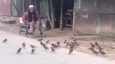 পাখিদের খাবার জোগার করা নেশা গোলজারের