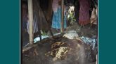 গোপালপুরে আগুনে পুড়লো ৪ গরু ১১টি বসতঘর