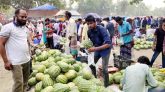ভূঞাপুরে শিয়ালকোল হাটে ১০০ টাকা পিসে বিক্রি হচ্ছে তরমুজ!