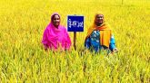 ধনবাড়ীতে ‘ডায়াবেটিক ধান’ চাষে মিলেছে সফলতা